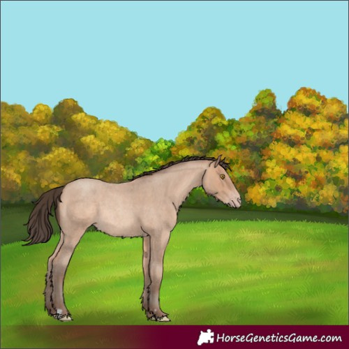 Horse Color:Amber Champagne Roan Rabicano 