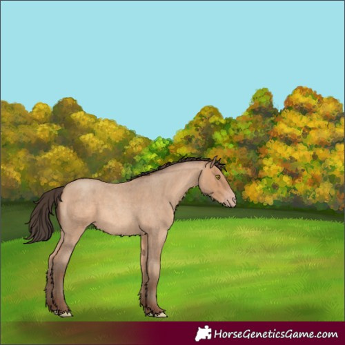 Horse Color:Amber Champagne Roan Rabicano 