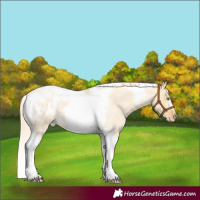 Horse Color:Gold Cream Champagne Roan Dun Tobiano Frame Appaloosa 