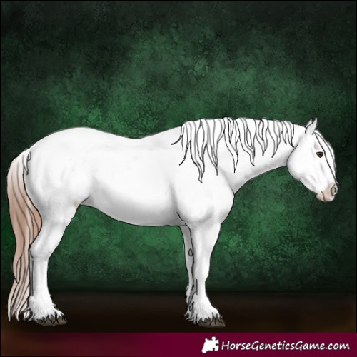 Horse Color:Chestnut Sabino Near Leopard