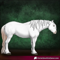 Horse Color:Chestnut Sabino Near Leopard 