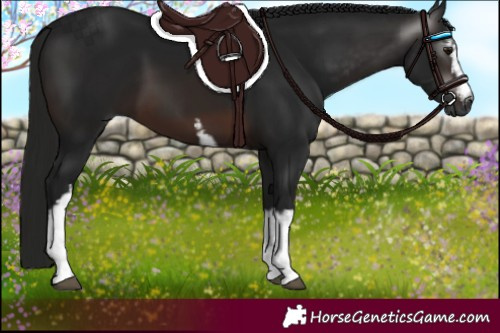 Horse Color:Gray White Spotted Brown 