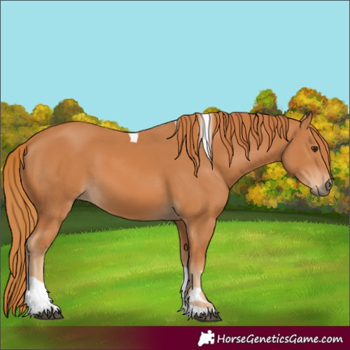 Horse Color:Chestnut Tobiano