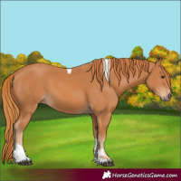 Horse Color:Chestnut Tobiano 