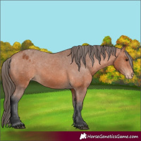 Horse Color:Bay Appaloosa