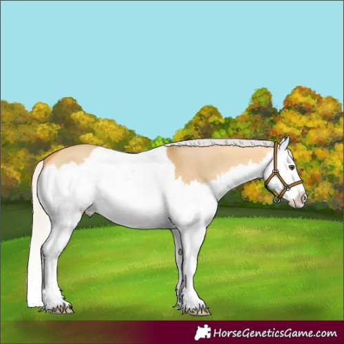 Horse Color:Silver Buckskin Dun Splash 