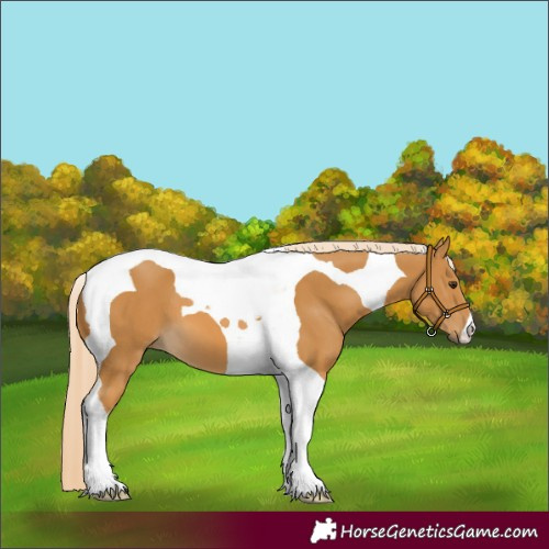 Horse Color:Palomino Tobiano 