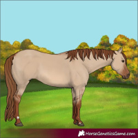 Horse Color:Red Dun 