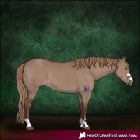 Horse Color:Liver Red Dun 
