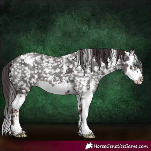 Horse Color:Liver Chestnut Sabino Splash Appaloosa