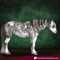 Horse Color:Liver Chestnut Sabino Splash Snowcap 