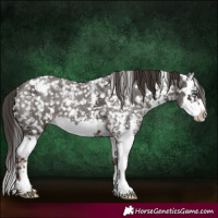 Horse Color:Liver Chestnut Sabino Splash Appaloosa 
