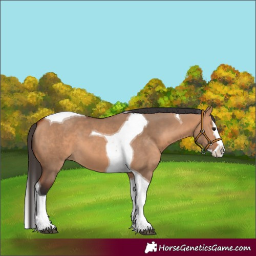 Horse Color:Bay Dun Splash Tobiano 