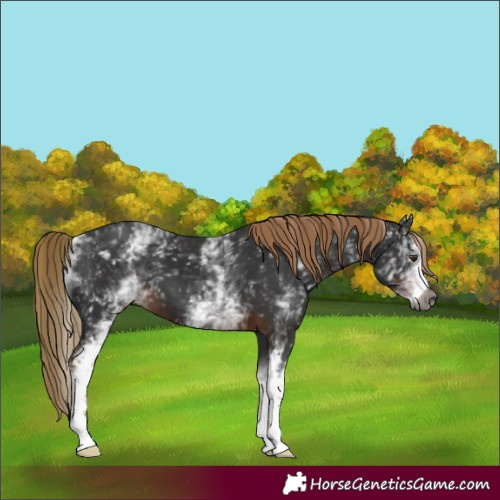 Horse Color:Gray White Spotted Liver Chestnut 