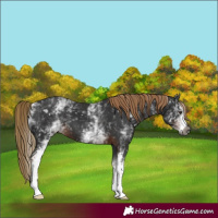 Horse Color:Gray White Spotted Liver Chestnut 