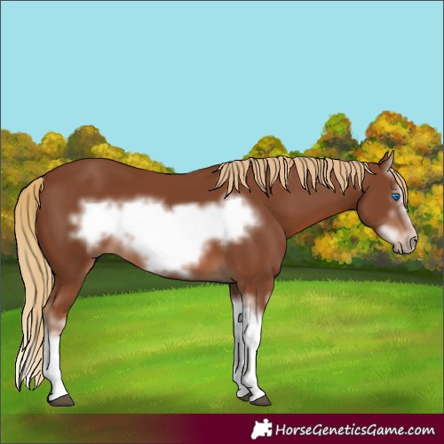 Horse Color:Chestnut Splash Frame