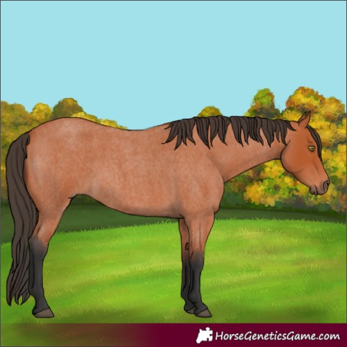 Horse Color:Bay Roan 