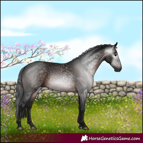 Horse Color:Gray White Spotted Brown