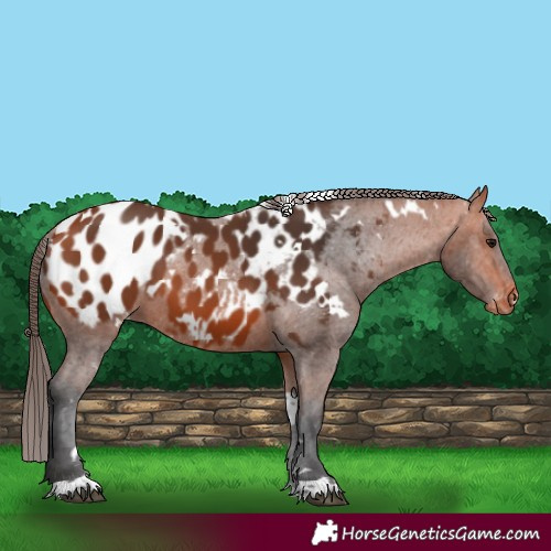 Horse Color:White Spotted Bay Appaloosa