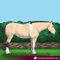 Horse Color:Buckskin Tobiano