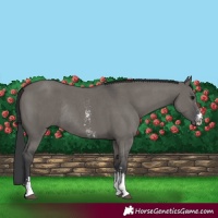 Horse Color:Grullo Sabino Rabicano 