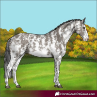 Horse Color:Grullo Sabino Rabicano 