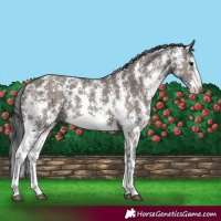 Horse Color:Grullo Sabino Rabicano 