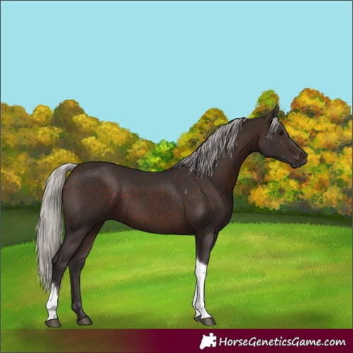 Horse Color:Silver Brown Tobiano