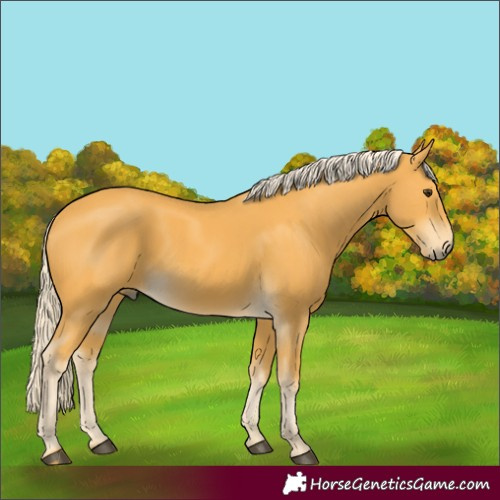 Horse Color:Palomino 