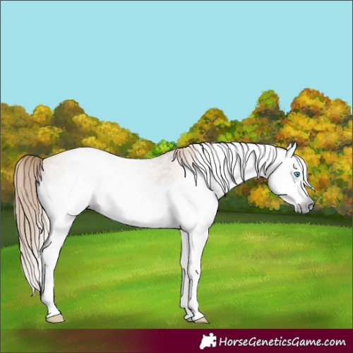 Horse Color:Gray White Spotted Red Dun Splash 