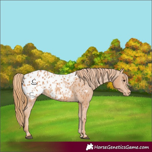 Horse Color:Chestnut Appaloosa 