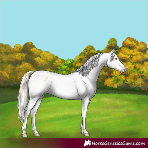 Horse Color:Palomino Dun Splash Appaloosa 
