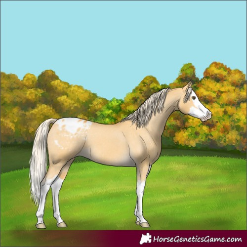 Horse Color:Palomino Dun Splash Appaloosa 