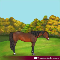 Horse Color:Bay 