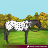 Horse Color:Smoky Black Near Leopard 