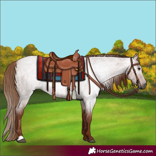 Horse Color:Gray Red Roan