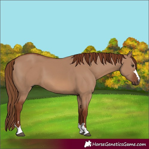 Horse Color:Red Dun 