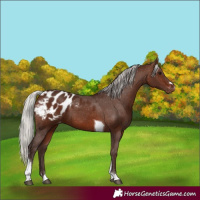Horse Color:Silver Brown Tobiano Appaloosa
