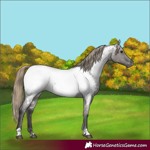 Horse Color:Smoky Grullo Roan Appaloosa 