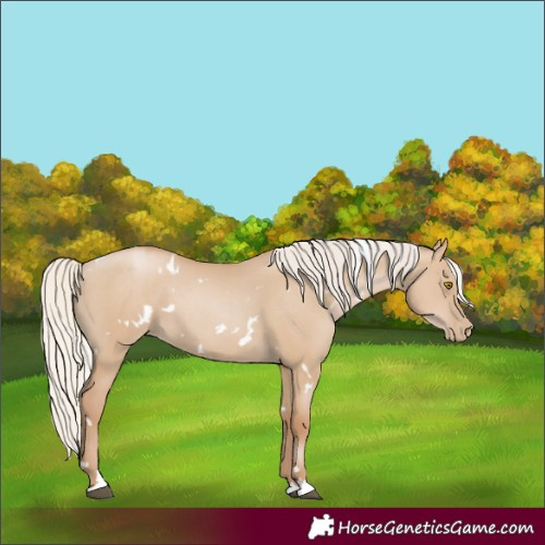 Horse Color:White Spotted Silver Grullo Pearl 