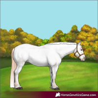 Horse Color:Red Roan Appaloosa 