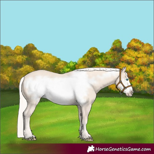 Horse Color:Cremello Frame 