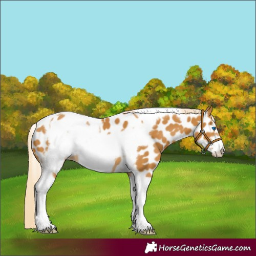 Horse Color:Palomino Tobiano Frame Appaloosa 