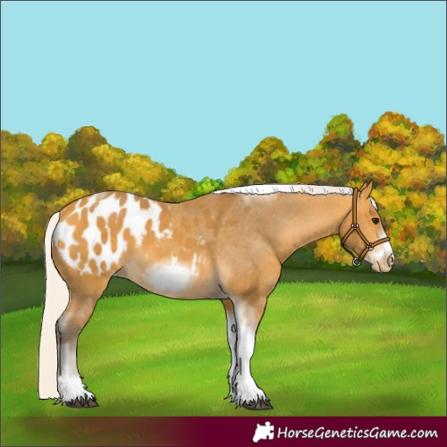 Horse Color:Silver Buckskin Tobiano Frame Appaloosa 