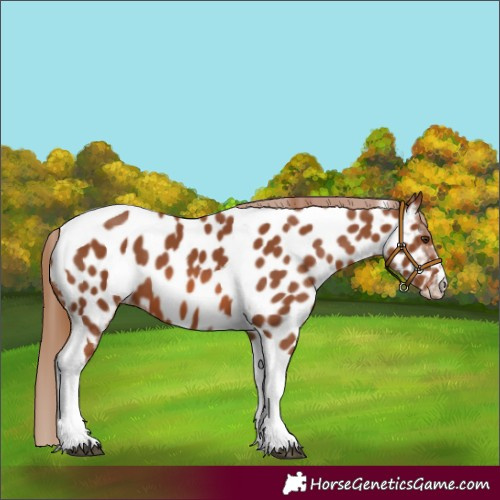 Horse Color:Chestnut Tobiano Near Leopard
