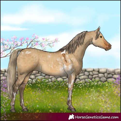 Horse Color:Chocolate Palomino Dun Tobiano 