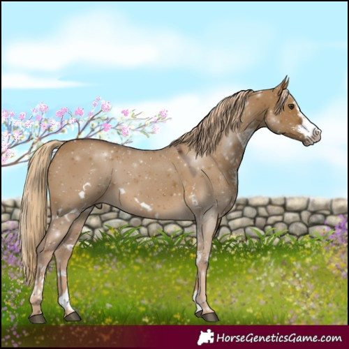 Horse Color:White Spotted Chocolate Palomino Dun 