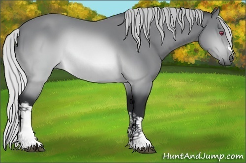 Horse Color:Silver Brown Chinchilla 