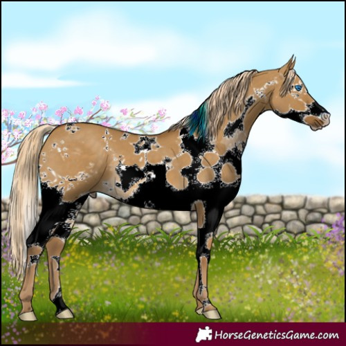 Horse Color:White Spotted Chocolate Palomino Dun Splash Tobiano 