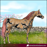 Horse Color:Painted White Spotted Chocolate Palomino Dun Splash Tobiano